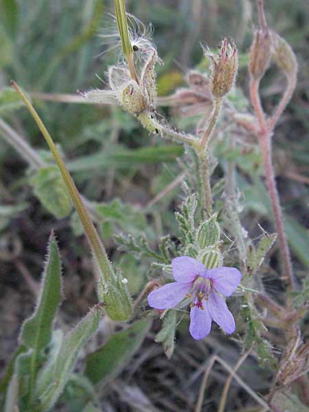 Erodium ciconium \ Gro&szlig;er Reiherschnabel / Common Stork's-Bill, F Dept. Gard, Remoulins 7.6.2006