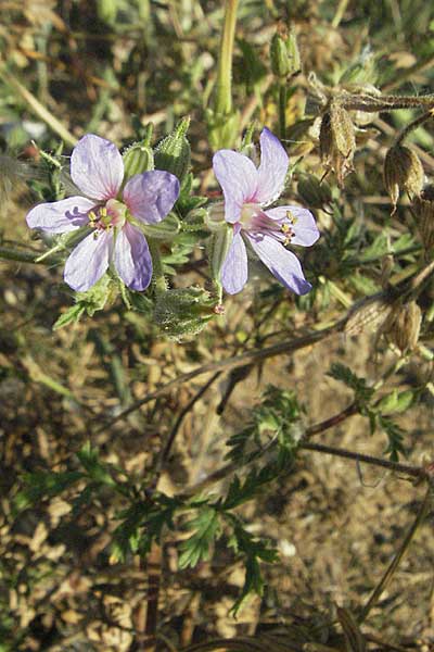 Erodium ciconium \ Gro&szlig;er Reiherschnabel / Common Stork's-Bill, F Dept. Gard, Remoulins 7.6.2006