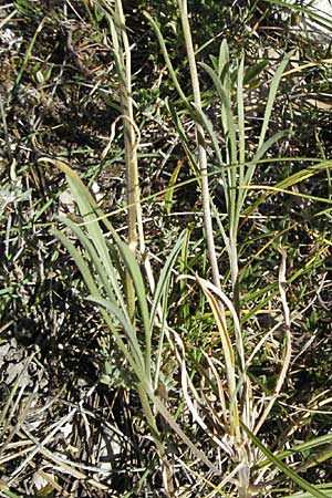 Erysimum ochroleucum \ Blassgelber Sch�terich / Creamish Treacle Mustard, F Rochefort-en-Valdaine 10.6.2006