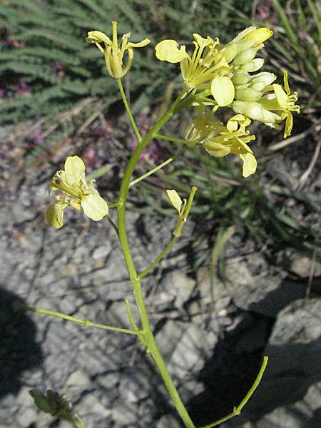 Erucastrum nasturtiifolium \ Stumpfkantige Hundsrauke / Water-Cress Leaved Rocket, F Serres 10.6.2006