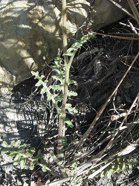 Erucastrum nasturtiifolium \ Stumpfkantige Hundsrauke / Water-Cress Leaved Rocket, F Serres 10.6.2006
