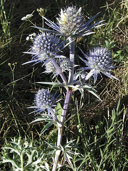 Eryngium bourgatii \ Spanische Mannstreu, Pyren&auml;en-Distel / Blue Eryngo, Pyrenean Thistle, F Pyren&auml;en/Pyrenees, Llo 9.8.2006