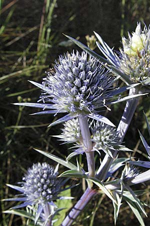 Eryngium bourgatii \ Spanische Mannstreu, Pyren&auml;en-Distel / Blue Eryngo, Pyrenean Thistle, F Pyren&auml;en/Pyrenees, Llo 9.8.2006