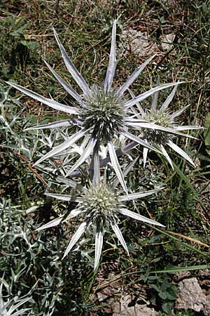 Eryngium bourgatii \ Spanische Mannstreu, Pyren&auml;en-Distel / Blue Eryngo, Pyrenean Thistle, F Pyren&auml;en/Pyrenees, Eyne 9.8.2006