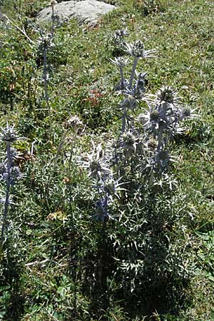 Eryngium bourgatii \ Spanische Mannstreu, Pyren&auml;en-Distel / Blue Eryngo, Pyrenean Thistle, F Pyren&auml;en/Pyrenees, Eyne 9.8.2006