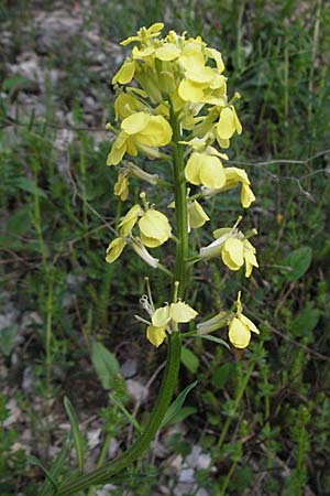 Erysimum ochroleucum \ Blassgelber Sch�terich / Creamish Treacle Mustard, F Serres 12.5.2007