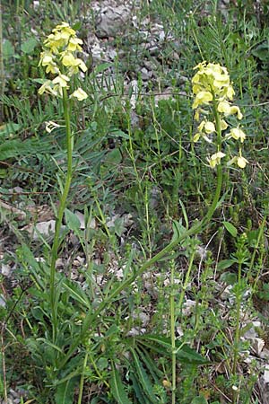 Erysimum ochroleucum \ Blassgelber Sch�terich / Creamish Treacle Mustard, F Serres 12.5.2007