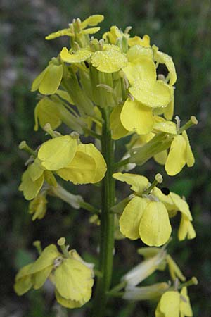 Erysimum ochroleucum \ Blassgelber Sch�terich / Creamish Treacle Mustard, F Serres 12.5.2007