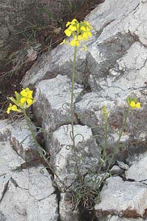Erysimum rhaeticum \ Schweizer Schterich / Swiss Treacle Mustard, F Castellane 12.5.2007