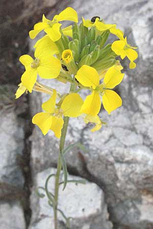 Erysimum rhaeticum \ Schweizer Schterich / Swiss Treacle Mustard, F Castellane 12.5.2007