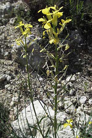 Erysimum rhaeticum \ Schweizer Schterich / Swiss Treacle Mustard, F Castellane 12.5.2007
