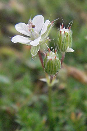 Erodium cicutarium \ Gewhnlicher Reiherschnabel / Common Crane's-Bill, Philary, F Camargue 13.5.2007