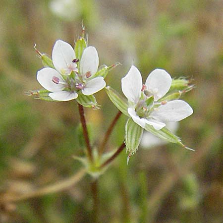 Erodium cicutarium \ Gewhnlicher Reiherschnabel / Common Crane's-Bill, Philary, F Camargue 13.5.2007