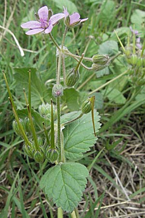 Erodium malacoides \ Malvenbl&auml;ttriger Reiherschnabel / Soft Stork's-Bill, F Pyren&auml;en/Pyrenees, Olette 14.5.2007