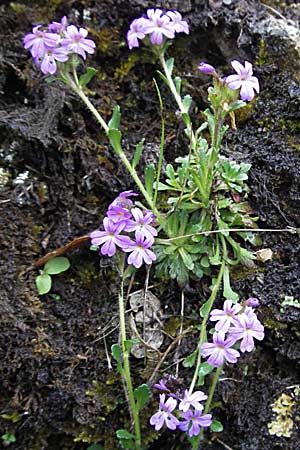 Erinus alpinus \ Leber-Balsam / Fairy Foxglove, F Causse du Larzac 15.5.2007