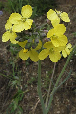 Erucastrum nasturtiifolium \ Stumpfkantige Hundsrauke / Water-Cress Leaved Rocket, F Thueyts (Ardeche) 16.5.2007