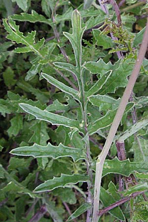 Erucastrum nasturtiifolium \ Stumpfkantige Hundsrauke / Water-Cress Leaved Rocket, F Thueyts (Ardeche) 16.5.2007