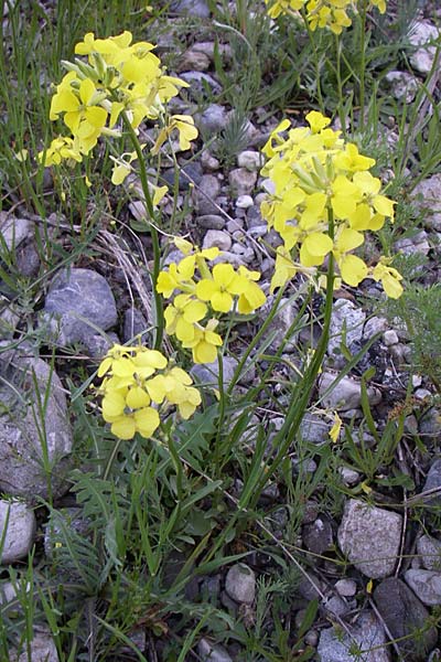Erysimum ochroleucum \ Blassgelber Sch�terich / Creamish Treacle Mustard, F Col de Lautaret 22.6.2008