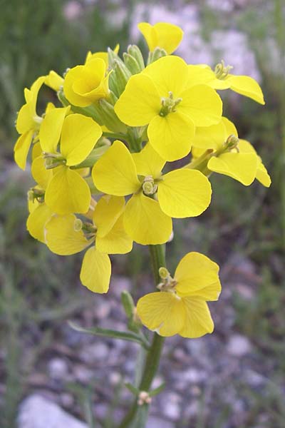 Erysimum ochroleucum \ Blassgelber Sch�terich / Creamish Treacle Mustard, F Col de Lautaret 22.6.2008