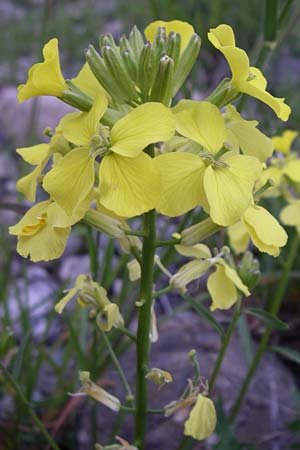 Erysimum ochroleucum \ Blassgelber Sch�terich / Creamish Treacle Mustard, F Col de Lautaret 22.6.2008
