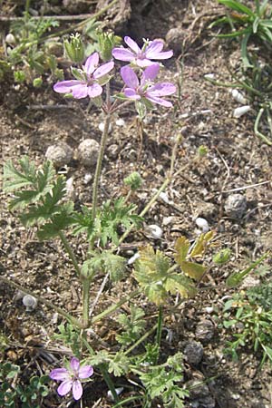Erodium moschatum \ Moschus-Reiherschnabel / Musk Stork's-Bill, F Toreilles 24.6.2008