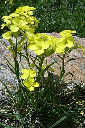 Erysimum seipkae \ Pyren&auml;en-Sch�terich / Pyrenean Treacle Mustard, F Pyren&auml;en/Pyrenees, Eyne 25.6.2008