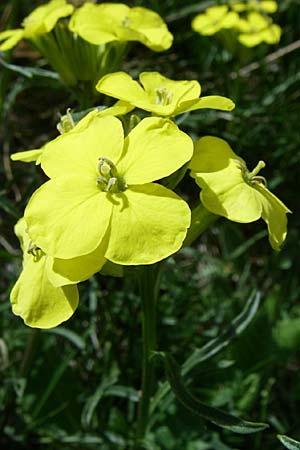 Erysimum seipkae \ Pyren&auml;en-Sch�terich / Pyrenean Treacle Mustard, F Pyren&auml;en/Pyrenees, Eyne 25.6.2008