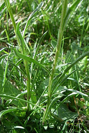 Erysimum seipkae \ Pyren&auml;en-Sch�terich / Pyrenean Treacle Mustard, F Pyren&auml;en/Pyrenees, Eyne 25.6.2008