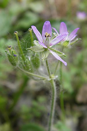 Erodium moschatum \ Moschus-Reiherschnabel / Musk Stork's-Bill, F Valence 26.5.2009