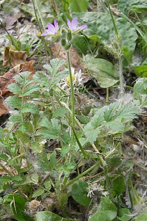 Erodium moschatum \ Moschus-Reiherschnabel / Musk Stork's-Bill, F Valence 26.5.2009