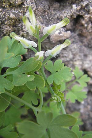 Corydalis alba ? \ Blagelber Lerchensporn / Pale Corydalis, F Saint-Guilhem-le-Desert 1.6.2009