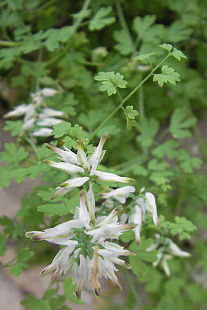 Corydalis alba ? \ Blagelber Lerchensporn / Pale Corydalis, F Saint-Guilhem-le-Desert 1.6.2009