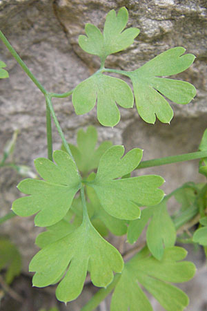 Corydalis alba ? \ Blagelber Lerchensporn / Pale Corydalis, F Saint-Guilhem-le-Desert 1.6.2009