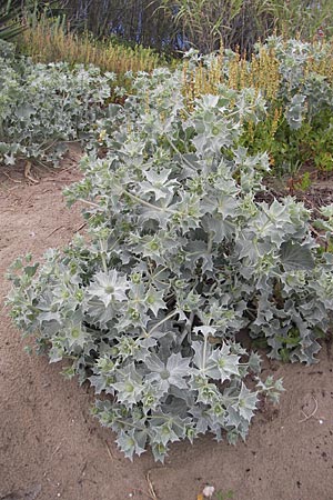 Eryngium maritimum \ Stranddistel / Sea Holly, F Sète 6.6.2009