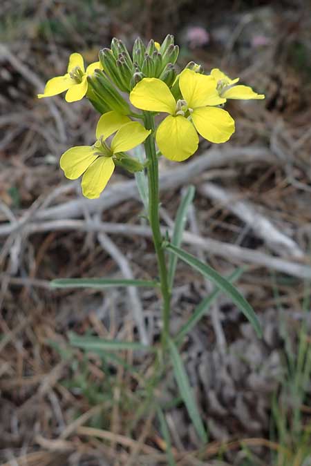 Erysimum ochroleucum \ Blassgelber Sch�terich / Creamish Treacle Mustard, F Champcella 29.4.2023