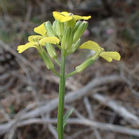 Erysimum ochroleucum \ Blassgelber Sch�terich / Creamish Treacle Mustard, F Champcella 29.4.2023