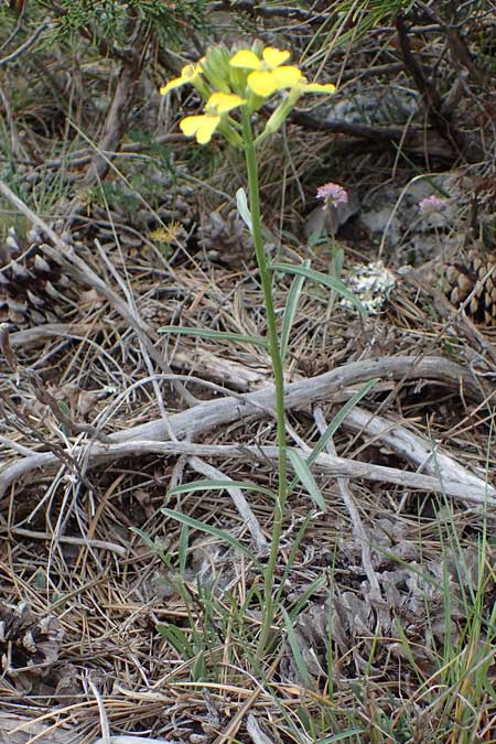 Erysimum ochroleucum \ Blassgelber Sch�terich / Creamish Treacle Mustard, F Champcella 29.4.2023