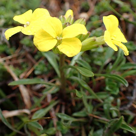 Erysimum burnatii ? \ Burnats Sch�terich / Burnat's Treacle Mustard, F Col de la Cayolle 30.4.2023
