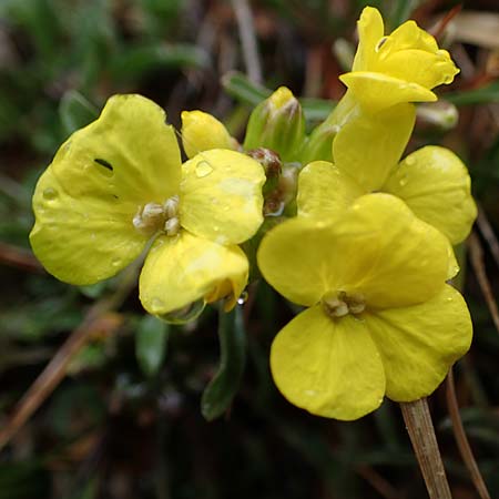 Erysimum burnatii ? \ Burnats Sch�terich / Burnat's Treacle Mustard, F Col de la Cayolle 30.4.2023