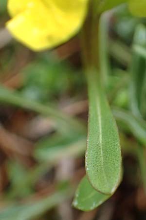 Erysimum burnatii ? \ Burnats Sch�terich / Burnat's Treacle Mustard, F Col de la Cayolle 30.4.2023
