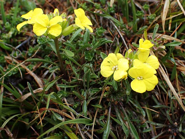Erysimum burnatii ? \ Burnats Sch�terich / Burnat's Treacle Mustard, F Col de la Cayolle 30.4.2023