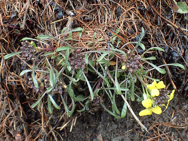 Erysimum burnatii ? \ Burnats Sch�terich / Burnat's Treacle Mustard, F Col de la Cayolle 30.4.2023