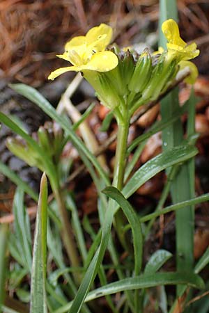 Erysimum burnatii ? \ Burnats Sch�terich / Burnat's Treacle Mustard, F Col de la Cayolle 30.4.2023