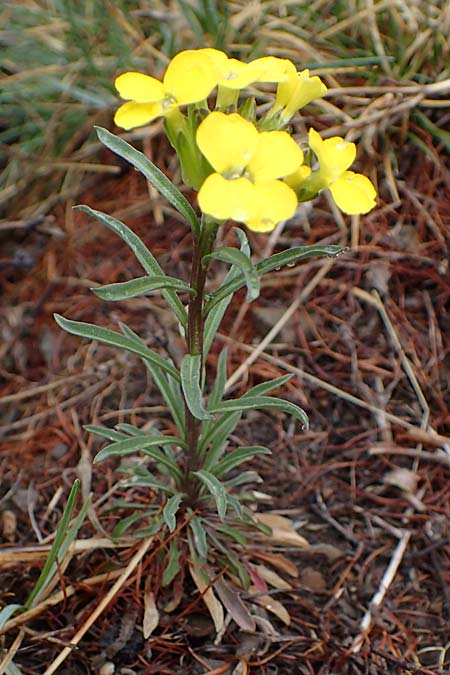 Erysimum jugicola ? \ Piemonteser Sch�terich / Piemont Treacle Mustard, F L'Authion 1.5.2023
