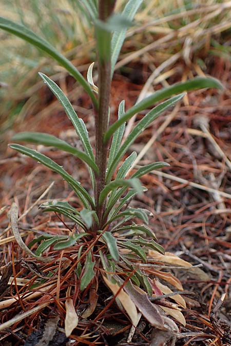 Erysimum jugicola ? \ Piemonteser Sch�terich / Piemont Treacle Mustard, F L'Authion 1.5.2023