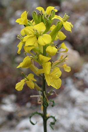 Erysimum rhaeticum \ Schweizer Schterich / Swiss Treacle Mustard, F Col d'Eze 1.5.2023