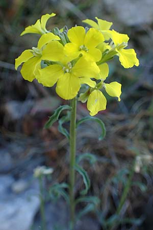 Erysimum rhaeticum \ Schweizer Schterich / Swiss Treacle Mustard, F Grasse 2.5.2023