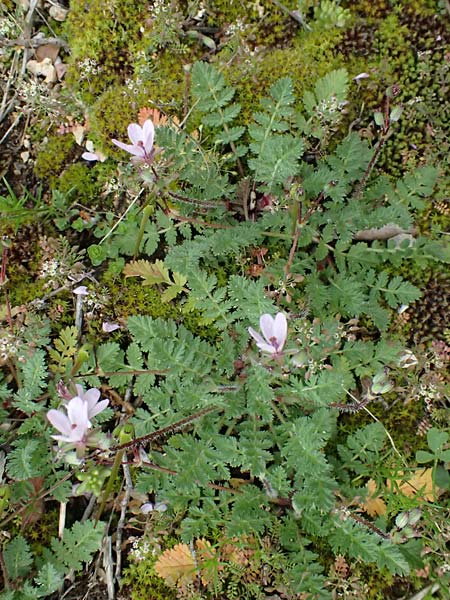 Erodium cicutarium \ Gewhnlicher Reiherschnabel / Common Crane's-Bill, Philary, F Grasse 15.3.2024