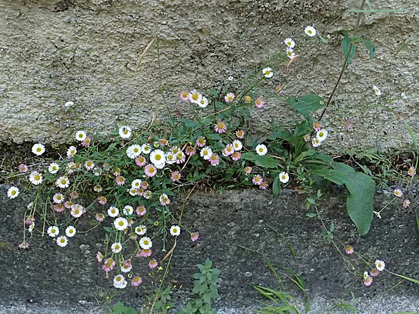 Erigeron karvinskianus \ Karwinskis Berufkraut, Spanisches G�nsebl�mchen / Mexican Fleabane, F Saorge 18.5.2026