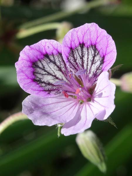 Erodium glandulosum \ Dr&uuml;siger Reiherschnabel / Black-Eyed Heron's-Bill, Andorra Canillo 13.7.2016 (Photo: Jolanda Remmerswaal)